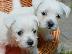 PoulaTo: West highland terrier καθαροαιμα αθηνα-κρητη 6940048695